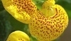 Pantoflíček (Calceolaria)