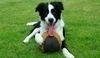 Pes s míčem na trávě